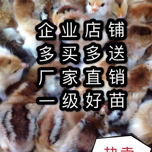 南宁 鸡苗，土鸡包运输费，包打好疫苗包运输损耗