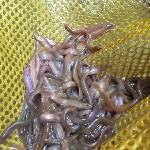 南宁泥鳅苗  场地直销，泥鳅鱼苗，杂交泥鳅鱼，本地泥鳅鱼苗，指教养殖
