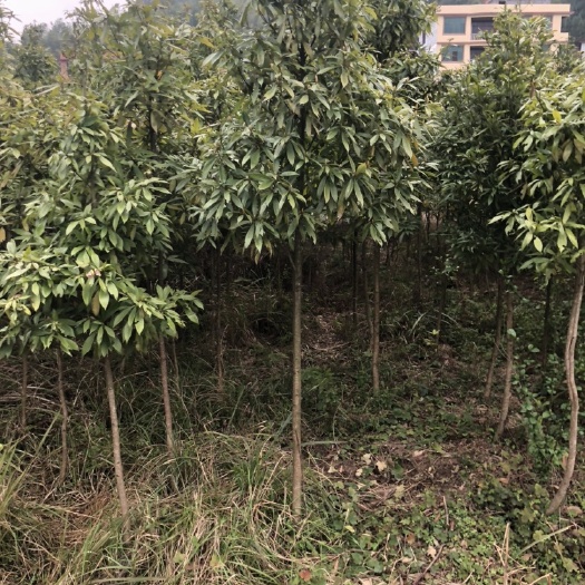 浏阳市小叶桢楠  金丝楠木，楠木小苗，金丝楠木杯苗
