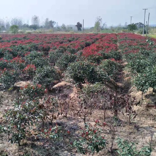 南京红叶石楠造型树  南京石楠基地。常年出售各种规格石楠，物美价