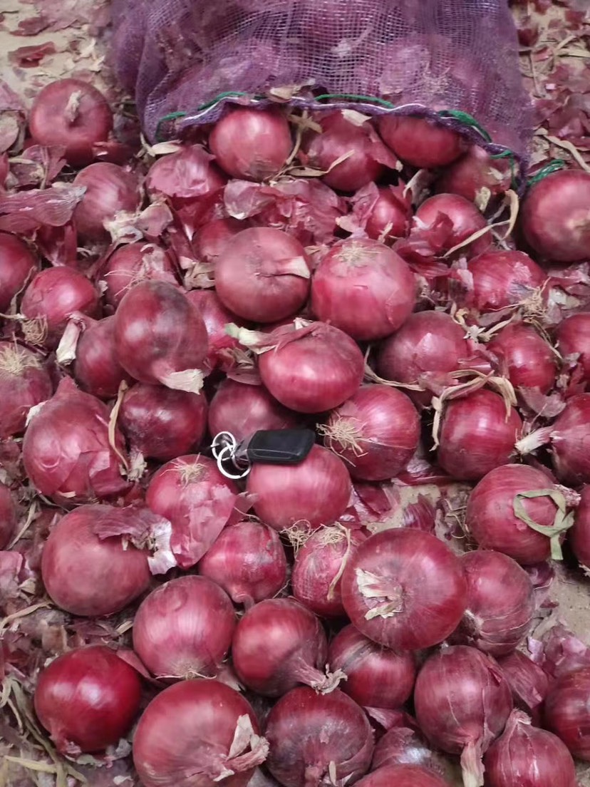 金乡县洋葱苗  常日照，中日照，紫皮红皮黄皮苗子，包回收