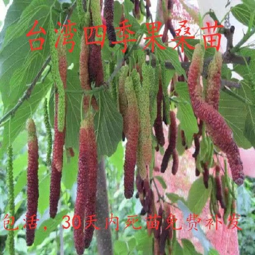 灵山县长果桑苗