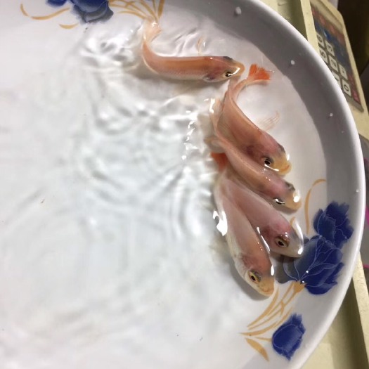 南宁红罗非鱼苗 一手货源，供应，星洲，优良品种
