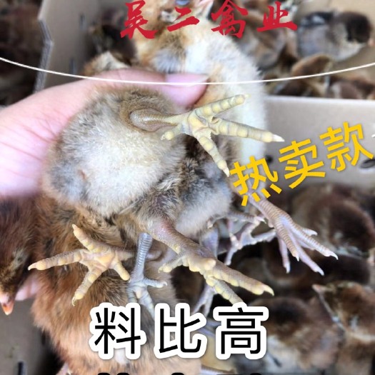 南宁 鸡苗青脚麻，快大型质量保证，孵化厂直销一级苗子【热销型