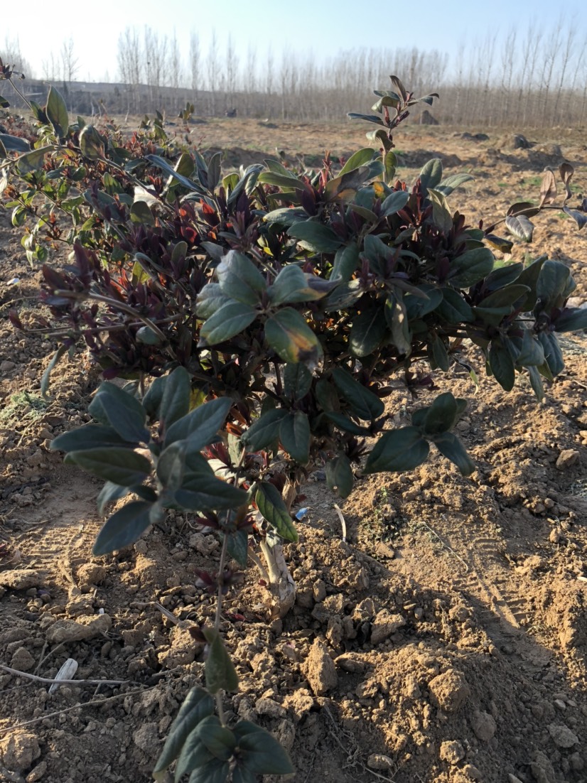  紅色金銀花苗開花濃香泡茶爬藤盆栽地栽耐寒花苗