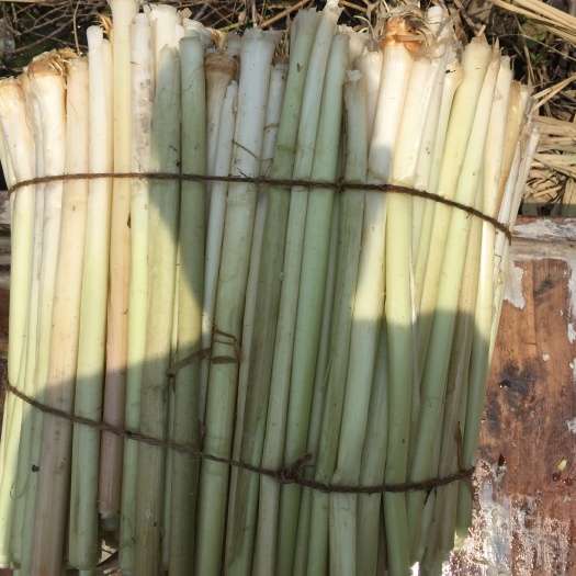 微山县微山湖蒲菜天然绿色食品（毛菜）