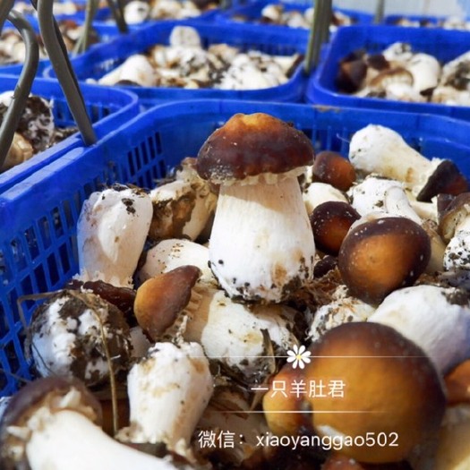 大邑县 新鲜姬松茸巴西小蘑菇 赤松茸 自家种植