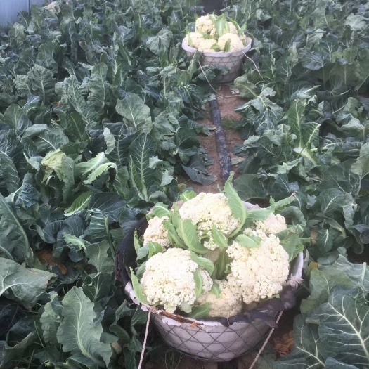 东台市白花菜花 松散 江苏省盐城市东台市 2~3斤