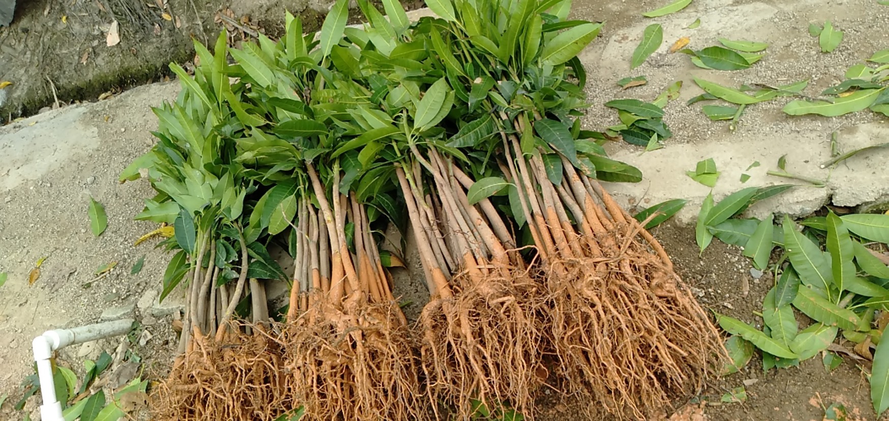 芒果直生苗（实生苗） 芒果实生苗，芒果种子苗，芒果嫁接苗，芒果杯苗，芒果营养杯苗