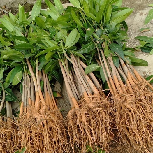普宁市芒果直生苗（实生苗） 芒果实生苗，芒果种子苗，芒果嫁接苗，芒果杯苗，芒果营养杯苗