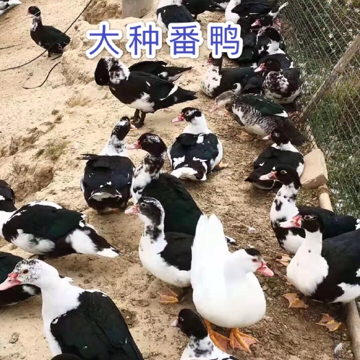 南宁番鸭苗 西洋鸭，大花西洋