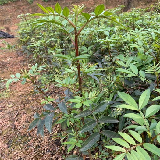 重庆市天之椒花椒种苗