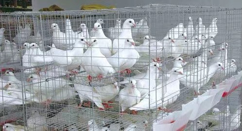 揭阳 新鲜土鸽子3只包邮烤乳鸽农家散养土鸽子活体现杀鸽子肉生鲜