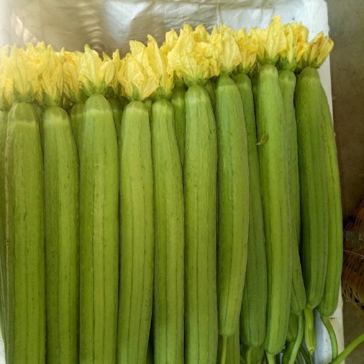 济南 鲜花丝瓜 花艳 瓜直 粗细均匀