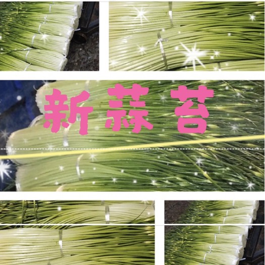 沙洋县绿帽蒜苔  蒜苔