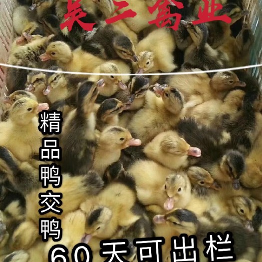 南宁 鸭苗大种杂交鸭，包邮包路损，包技术指导