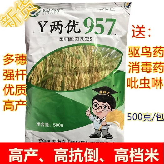 常德y两优900水稻种子 Y两优957 抗倒 优质稻 杂交水稻种