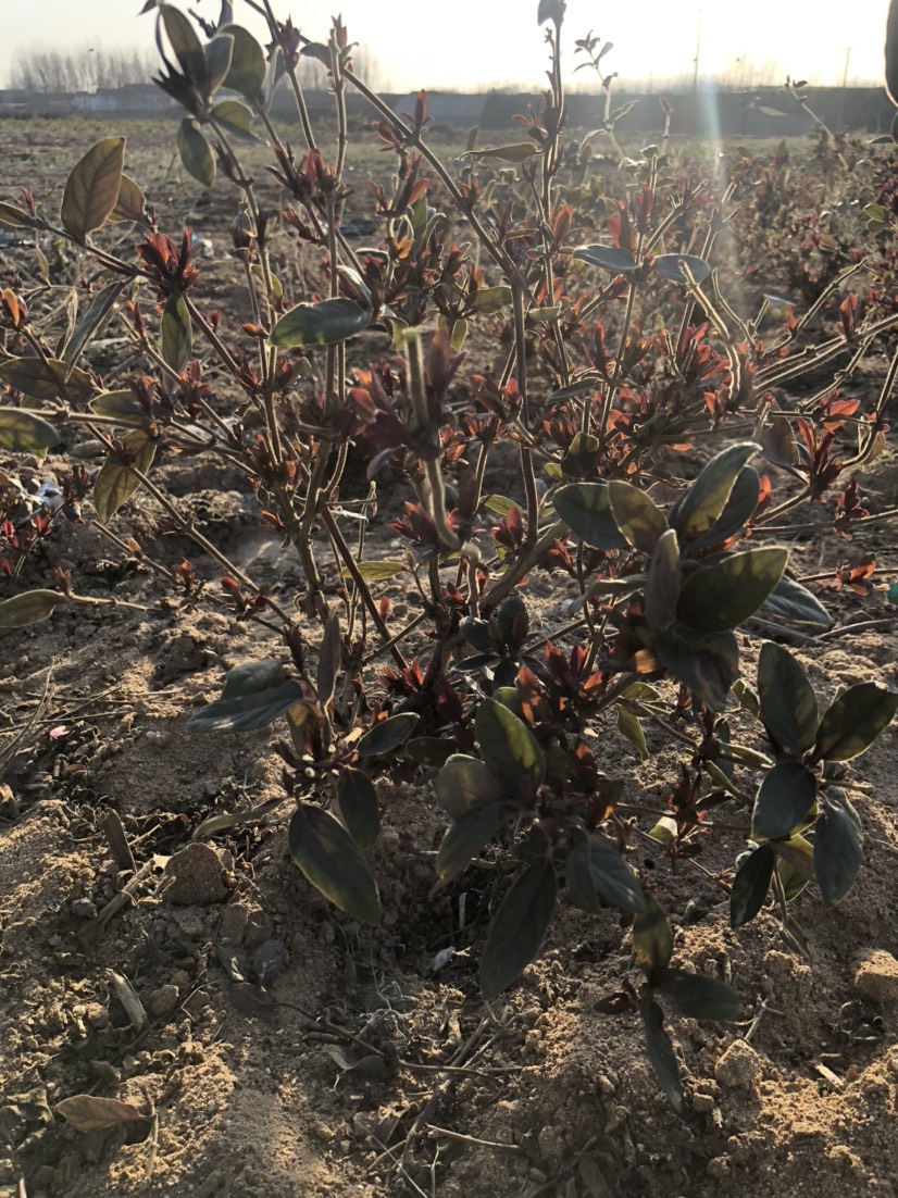  紅色金銀花苗開花濃香泡茶爬藤盆栽地栽耐寒花苗