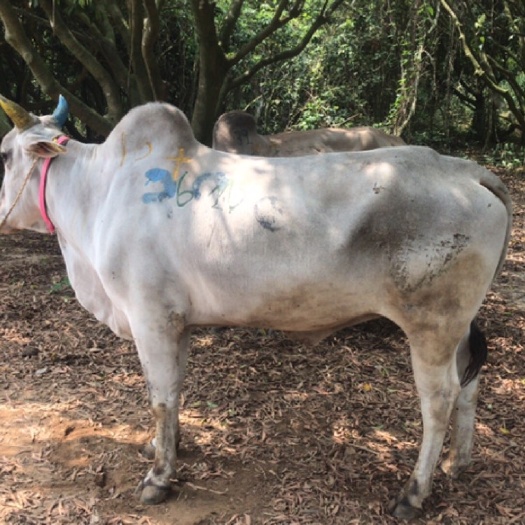 阳江 各种公牛，长期供应，货源稳定。牛只打满牙，肉色好。
