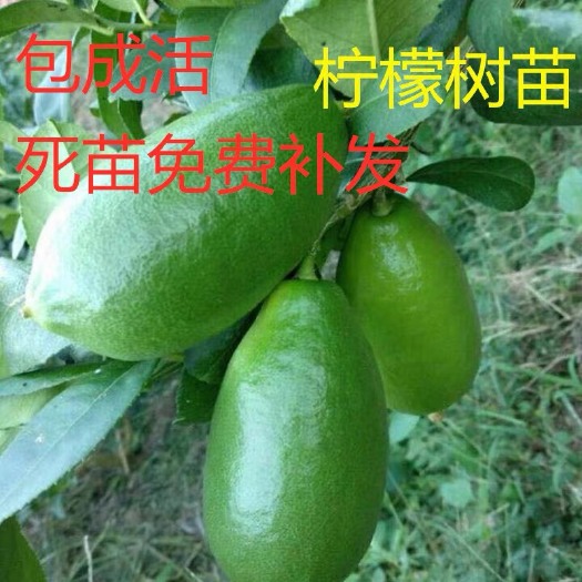 平邑县尤力克苗 小店新开空前优惠欢迎骚扰