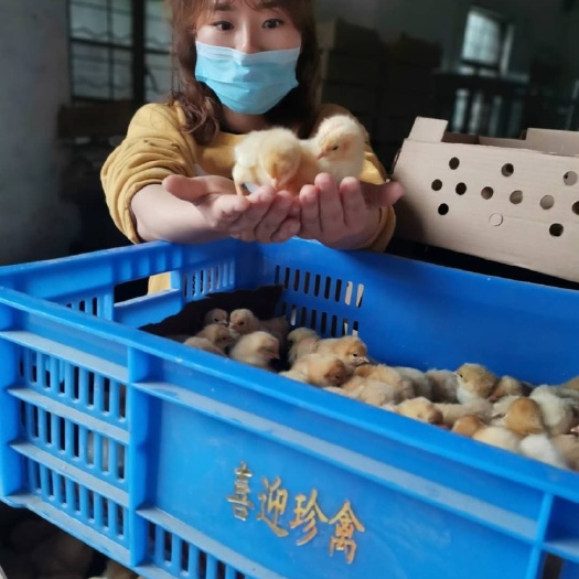 佛山三黄鸡苗 三黄静波，细脚土鸡，肉质细嫩