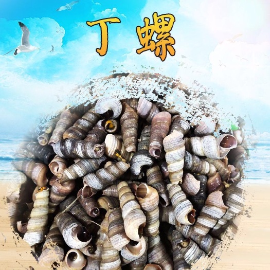 湛江海螺钉螺 供应鲜 活优质海鲜水产 螺丝海螺优质贝类海鲜 批发钉螺