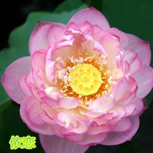 沭阳县 大型观赏荷花种藕苗盆栽荷花苗 莲花苗