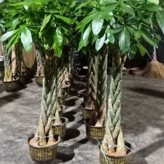 普宁市 五辫发财树大盆栽高1.5米造型独特枝叶茂盛根系发达好养活