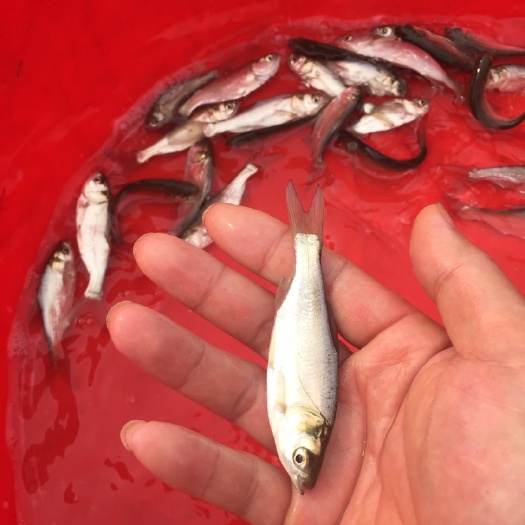 南宁场地直销供应，良种白鲢鱼苗，免费指教养殖高产量，有想法的联系