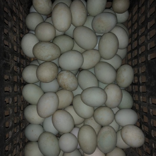 西华县土鸭蛋 食用 箱装