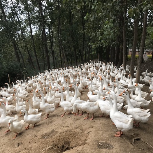 沭阳县泰州白鹅  淘汰老鹅