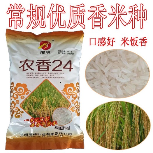 常德农香24水稻种子  农香24 优质香米稻种 常规水稻种 晚稻