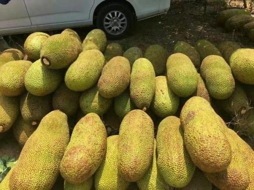 海口越南菠萝蜜 15斤以上