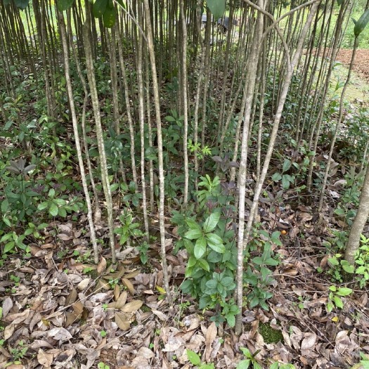 八月桂 地径2公分的八月金桂