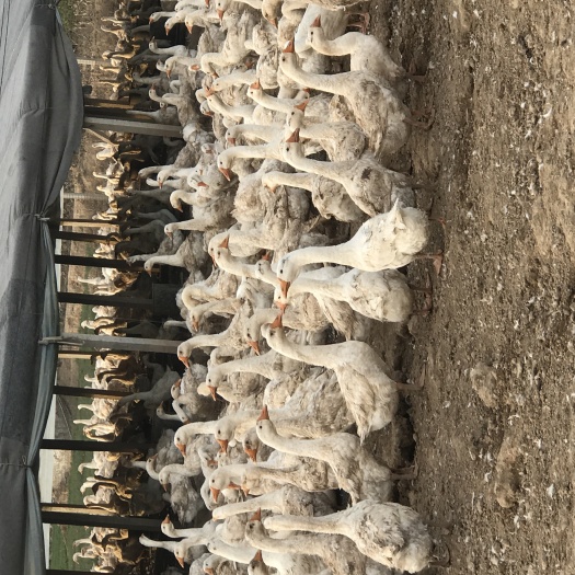 临西县肉鹅 8-10斤 全散养 统货