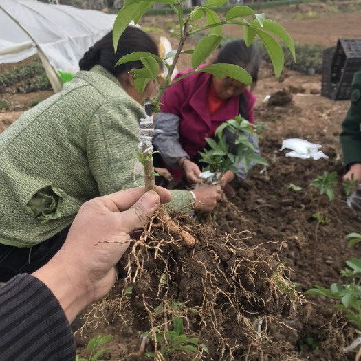 绵阳无刺花椒苗