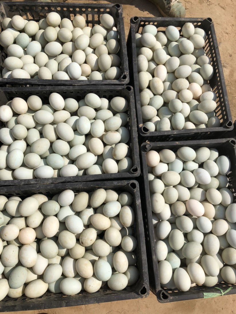 土鸭蛋 食用 箱装