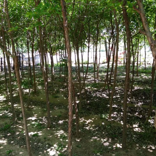 莱西市流苏树 自家，油根，牛筋树，定杆1.5-2米，地径10-15的，带价