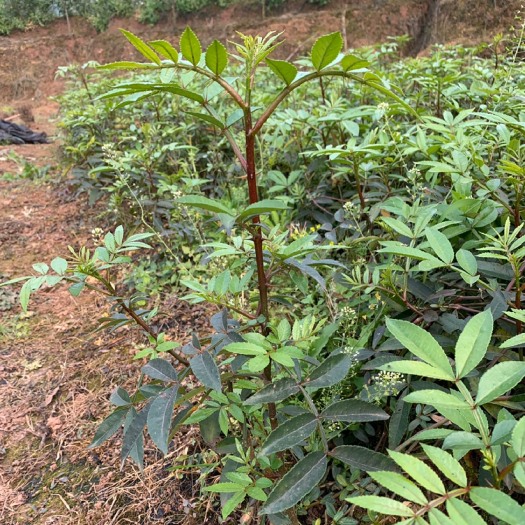 重庆市天之椒花椒种苗