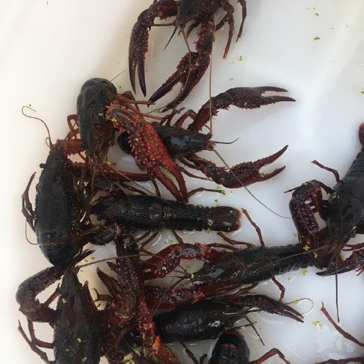 湖州 湖州太湖清水小龙虾