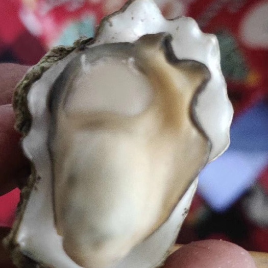 青岛 新鲜海鲜贝壳鲜活生蚝海蛎子牡蛎 一手货源 现捞现发