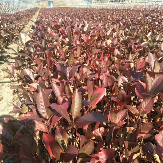 批发不老莓黑果花楸 黑果腺肋花楸价格优惠