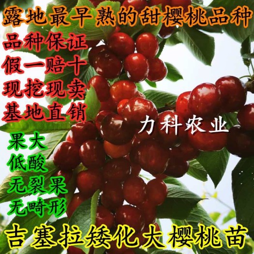 肥城市 樱桃苗 吉塞拉矮化 齐早 最早成熟的甜樱桃品种 大果 低酸