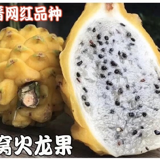 灵山县燕窝火龙果苗  燕窝火龙果带根发货