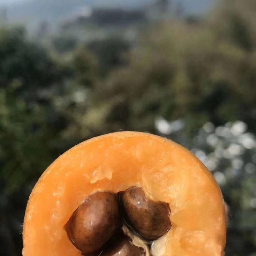 云霄县 云霄枇杷树上熟