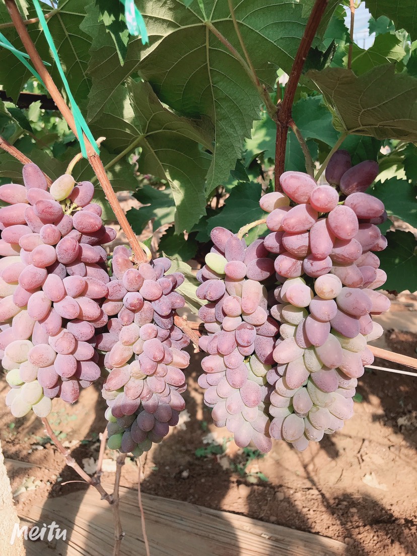 茉莉香葡萄 大量茉莉香上市