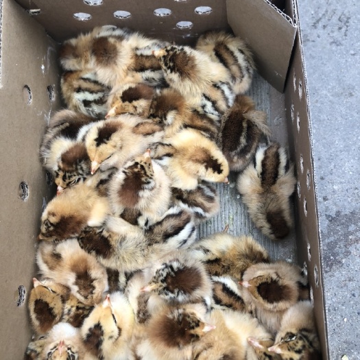 南宁清远2号麻鸡苗 清远2号麻