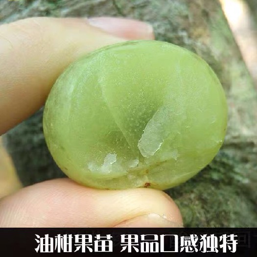 普宁市余甘果苗 甜种余甘苗，脆甜无渣