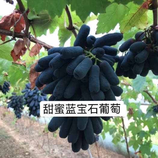 昌黎县自跟蓝宝石葡萄苗