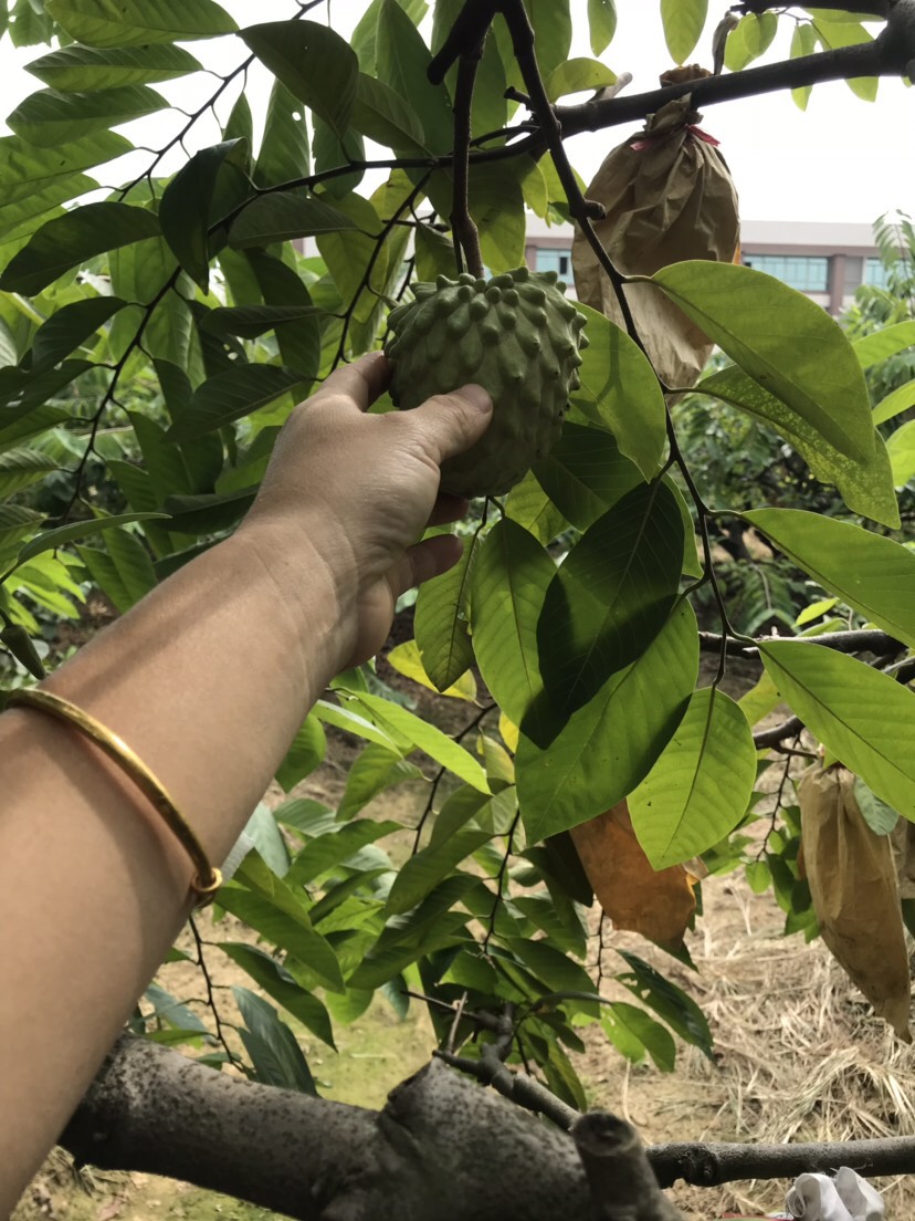 释迦果苗  凤梨释迦苗 杯苗 量大价优